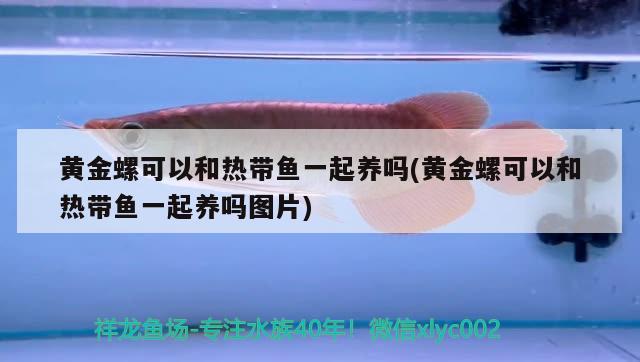 黃金螺可以和熱帶魚一起養(yǎng)嗎(黃金螺可以和熱帶魚一起養(yǎng)嗎圖片)