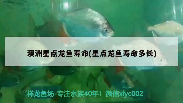 澳洲星點龍魚壽命(星點龍魚壽命多長)