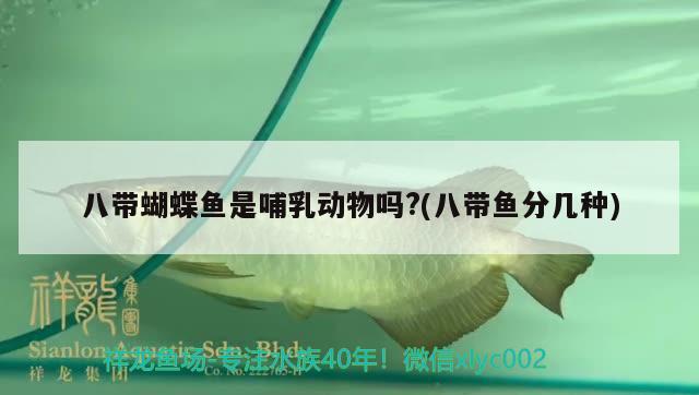 八帶蝴蝶魚是哺乳動物嗎?(八帶魚分幾種) 蝴蝶鯉