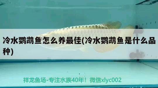 冷水鸚鵡魚(yú)怎么養(yǎng)最佳(冷水鸚鵡魚(yú)是什么品種)