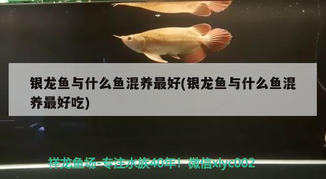 銀龍魚與什么魚混養(yǎng)最好(銀龍魚與什么魚混養(yǎng)最好吃)