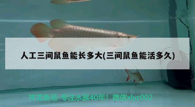 人工三間鼠魚能長多大(三間鼠魚能活多久) 三間鼠魚