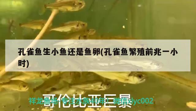 孔雀魚生小魚還是魚卵(孔雀魚繁殖前兆一小時)