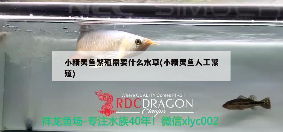 小精靈魚(yú)繁殖需要什么水草(小精靈魚(yú)人工繁殖)