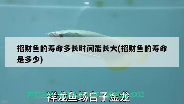 招財魚的壽命多長時間能長大(招財魚的壽命是多少) 觀賞魚