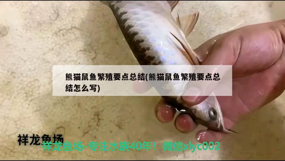 熊貓鼠魚(yú)繁殖要點(diǎn)總結(jié)(熊貓鼠魚(yú)繁殖要點(diǎn)總結(jié)怎么寫(xiě)) 觀賞魚(yú)