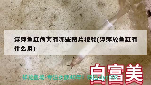 浮萍魚缸危害有哪些圖片視頻(浮萍放魚缸有什么用) 羅漢魚 第2張