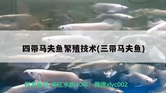 四帶馬夫魚繁殖技術(shù)(三帶馬夫魚) 觀賞魚