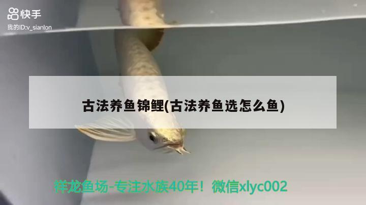 古法養(yǎng)魚錦鯉(古法養(yǎng)魚選怎么魚) 觀賞魚