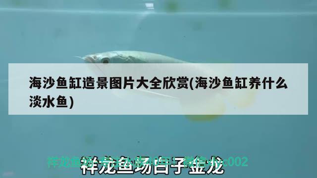 海沙魚(yú)缸造景圖片大全欣賞(海沙魚(yú)缸養(yǎng)什么淡水魚(yú))