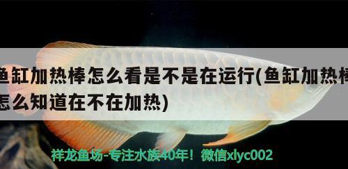 魚(yú)缸加熱棒怎么看是不是在運(yùn)行(魚(yú)缸加熱棒怎么知道在不在加熱)