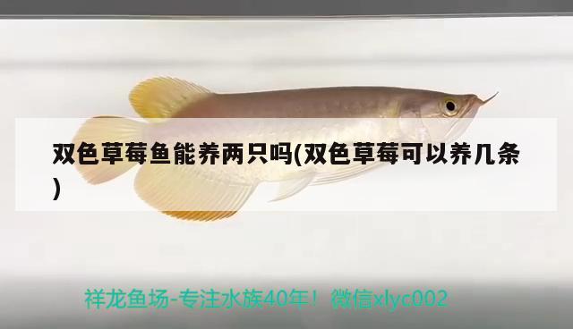 雙色草莓魚能養(yǎng)兩只嗎(雙色草莓可以養(yǎng)幾條) 觀賞魚