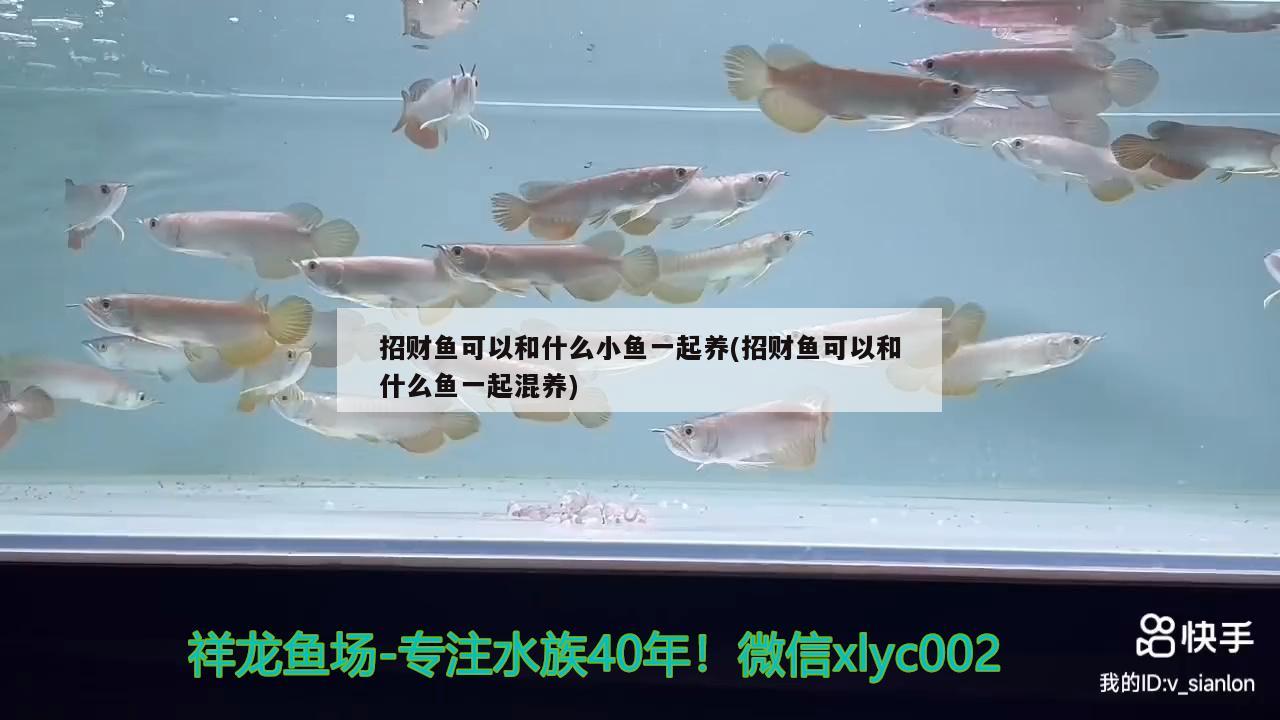 招財魚可以和什么小魚一起養(yǎng)(招財魚可以和什么魚一起混養(yǎng))