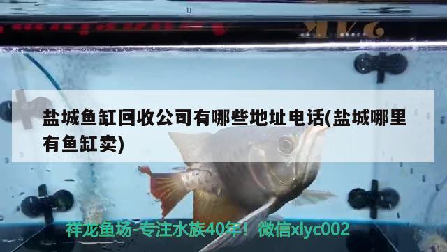 鹽城魚缸回收公司有哪些地址電話(鹽城哪里有魚缸賣) 紅頭利魚