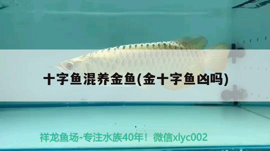 十字魚混養(yǎng)金魚(金十字魚兇嗎)