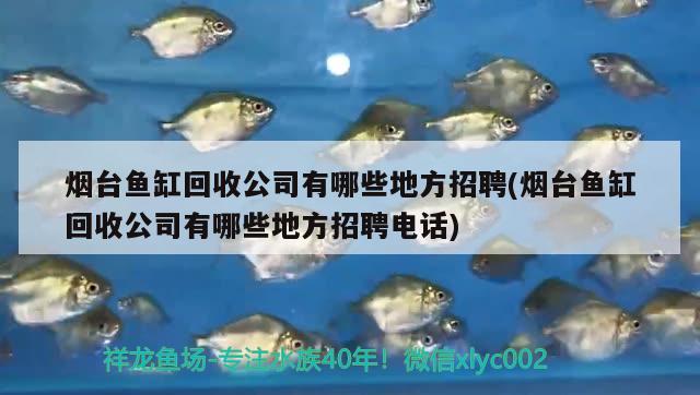 煙臺(tái)魚缸回收公司有哪些地方招聘(煙臺(tái)魚缸回收公司有哪些地方招聘電話) 鴨嘴鯊魚