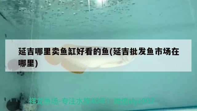 延吉哪里賣魚缸好看的魚(延吉批發(fā)魚市場在哪里) 電鰻