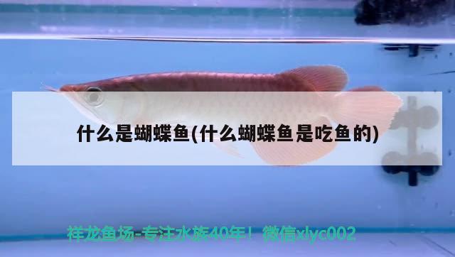 什么是蝴蝶魚(yú)(什么蝴蝶魚(yú)是吃魚(yú)的) 蝴蝶鯉 第2張