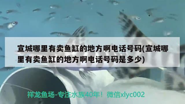 宣城哪里有賣魚缸的地方啊電話號碼(宣城哪里有賣魚缸的地方啊電話號碼是多少) 白子金龍魚