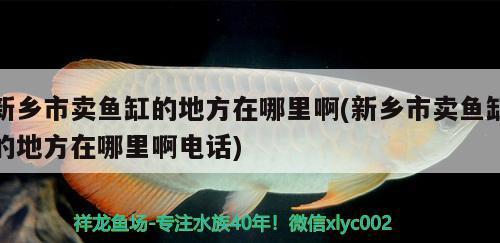 新鄉(xiāng)市賣魚缸的地方在哪里啊(新鄉(xiāng)市賣魚缸的地方在哪里啊電話) 高背金龍魚