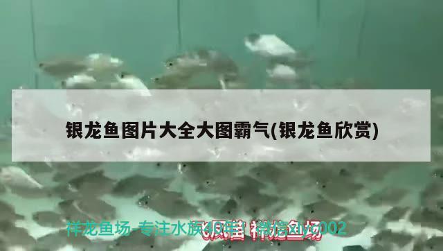 銀龍魚圖片大全大圖霸氣(銀龍魚欣賞) 銀龍魚