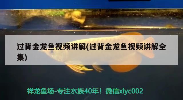 過背金龍魚視頻講解(過背金龍魚視頻講解全集) 過背金龍魚