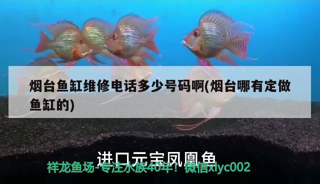 煙臺魚缸維修電話多少號碼啊(煙臺哪有定做魚缸的)