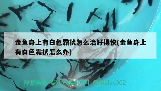 金魚身上有白色霜狀怎么治好得快(金魚身上有白色霜狀怎么辦)