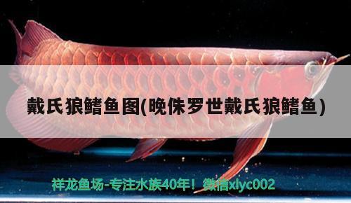 戴氏狼鰭魚圖(晚侏羅世戴氏狼鰭魚) 觀賞魚