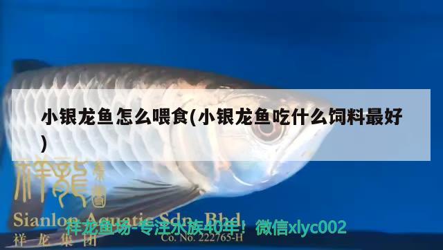 小銀龍魚怎么喂食(小銀龍魚吃什么飼料最好) 銀龍魚百科