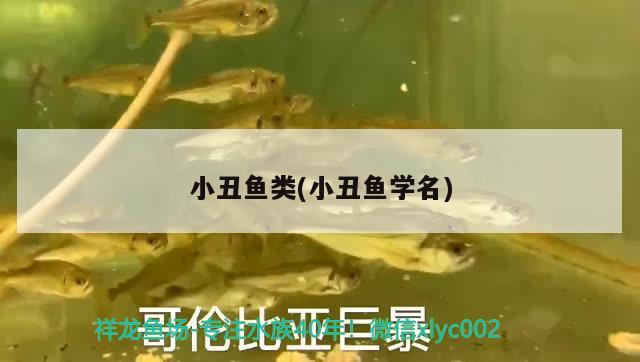 小丑魚類(小丑魚學名)