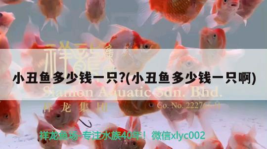 小丑魚(yú)多少錢(qián)一只?(小丑魚(yú)多少錢(qián)一只啊)