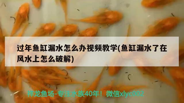 過年魚缸漏水怎么辦視頻教學(魚缸漏水了在風水上怎么破解) 魚缸風水