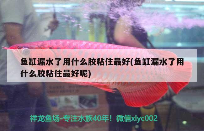 魚(yú)缸漏水了用什么膠粘住最好(魚(yú)缸漏水了用什么膠粘住最好呢) 巴西亞魚(yú)苗