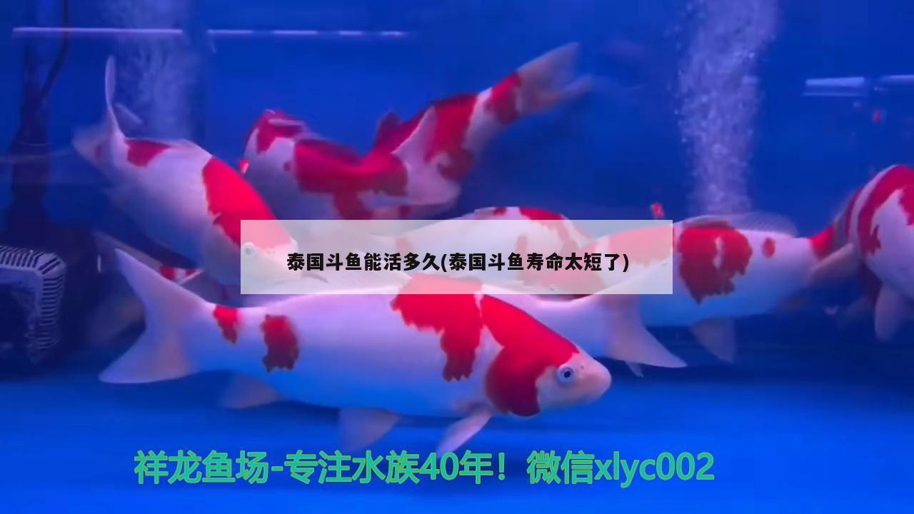 泰國斗魚能活多久(泰國斗魚壽命太短了) 泰國斗魚