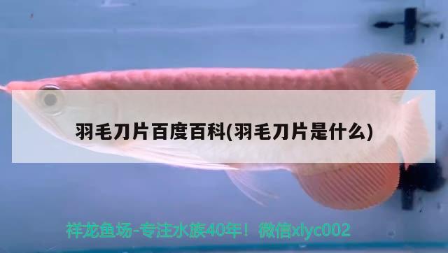 羽毛刀片百度百科(羽毛刀片是什么) 觀賞魚