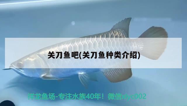 關刀魚吧(關刀魚種類介紹) 觀賞魚