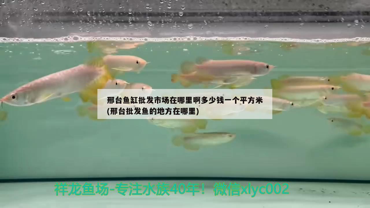 邢臺魚缸批發(fā)市場在哪里啊多少錢一個(gè)平方米(邢臺批發(fā)魚的地方在哪里)