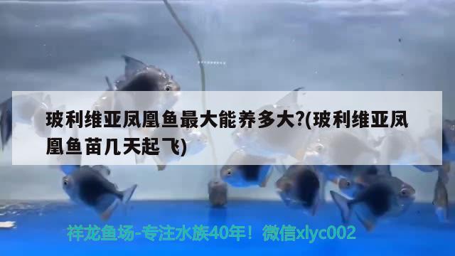 玻利維亞鳳凰魚最大能養(yǎng)多大?(玻利維亞鳳凰魚苗幾天起飛)