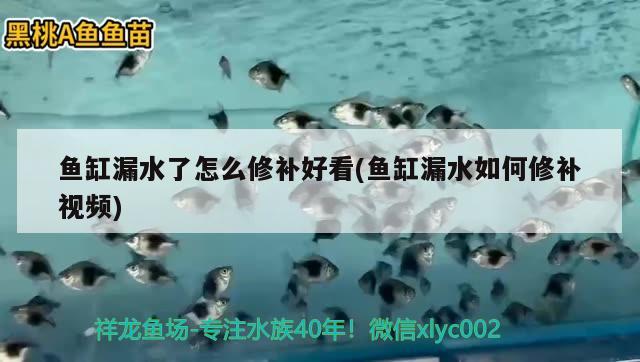 魚缸漏水了怎么修補好看(魚缸漏水如何修補視頻)