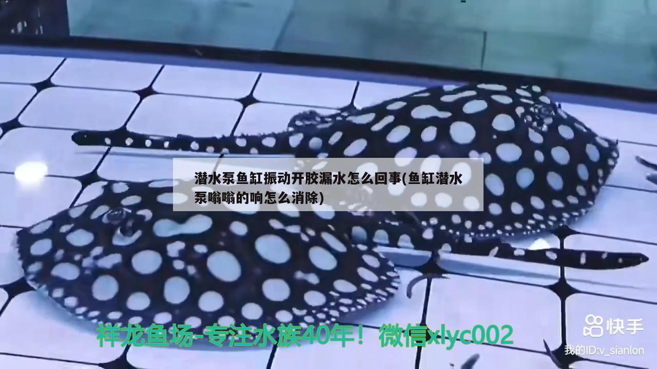 潛水泵魚缸振動開膠漏水怎么回事(魚缸潛水泵嗡嗡的響怎么消除) 紅老虎魚