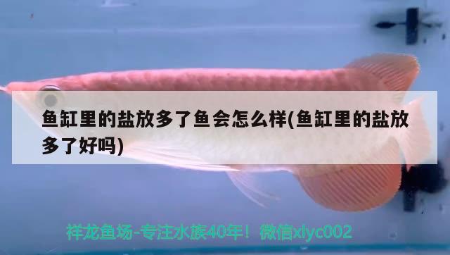 魚缸里的鹽放多了魚會(huì)怎么樣(魚缸里的鹽放多了好嗎)