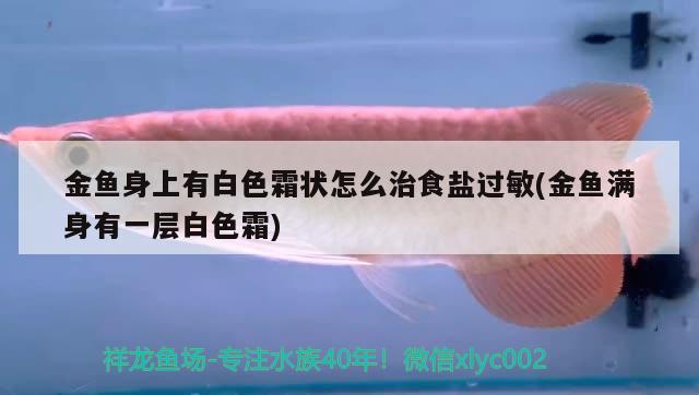 金魚身上有白色霜狀怎么治食鹽過敏(金魚滿身有一層白色霜) 觀賞魚 第2張