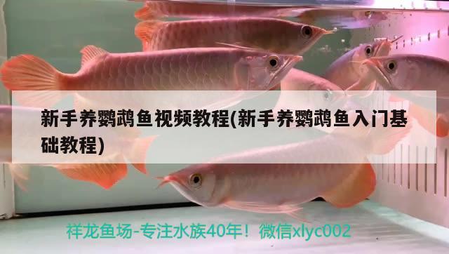 新手養(yǎng)鸚鵡魚(yú)視頻教程(新手養(yǎng)鸚鵡魚(yú)入門基礎(chǔ)教程) 鸚鵡魚(yú)