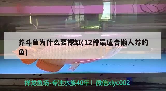 養(yǎng)斗魚為什么要裸缸(12種最適合懶人養(yǎng)的魚) 觀賞魚