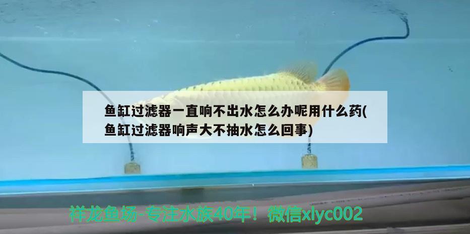 魚缸過濾器一直響不出水怎么辦呢用什么藥(魚缸過濾器響聲大不抽水怎么回事)