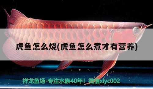 虎魚怎么燒(虎魚怎么煮才有營養(yǎng)) 虎魚百科