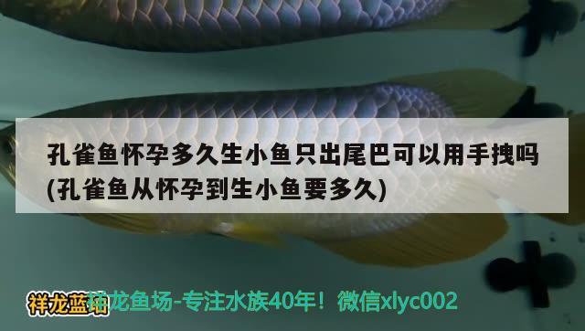 孔雀魚懷孕多久生小魚只出尾巴可以用手拽嗎(孔雀魚從懷孕到生小魚要多久) 觀賞魚