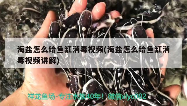 海鹽怎么給魚缸消毒視頻(海鹽怎么給魚缸消毒視頻講解)