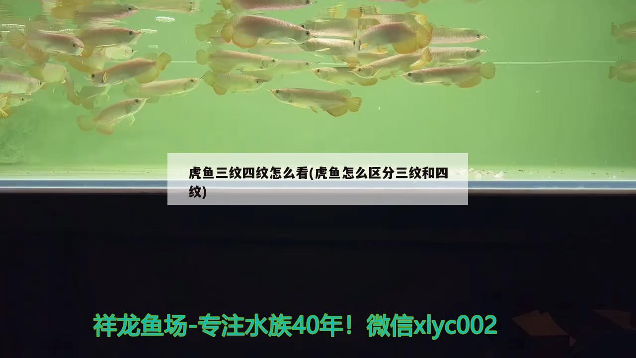 虎魚(yú)三紋四紋怎么看(虎魚(yú)怎么區(qū)分三紋和四紋) 虎魚(yú)百科